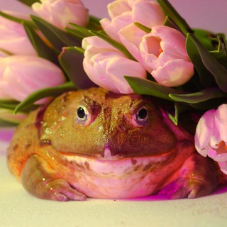 Логотип @reptosekta - РептоСекта