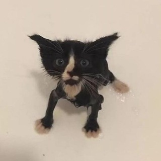 Логотип @repvaleriy - Валера постит хуйню. Внутренняя Хакасия