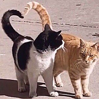 Логотип @resent_aaaaa - Чарівність буття мемів