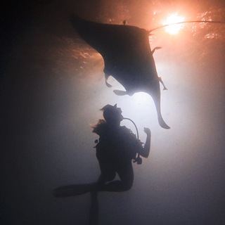 Логотип @reshadonow - Подводная Кайференция | whatreshaloves