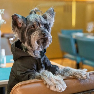 Логотип @restoyork - Restoyork