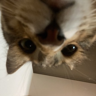 Логотип @restplacefy - place of rest