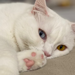 Логотип @rgchatik - Чатик о художественной гимнастике