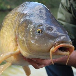 Логотип @ribalka10 - Рибалка #1