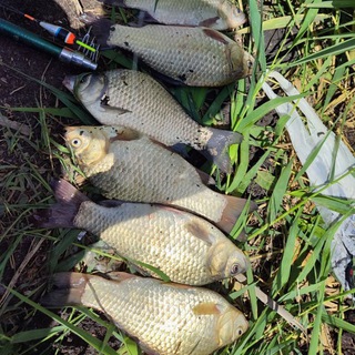 Логотип @ribalkygd - 🐟Рыболовы🐟"13"