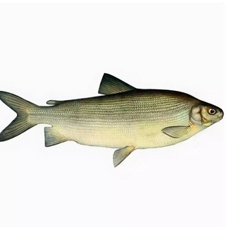 Логотип @ribasevera - Рыба русского Севера. Для заказа пишите комментарии. Заезд машины каждые 7 дней.🐟🐟🐟🍓🍓🍓🥦🥦🥦