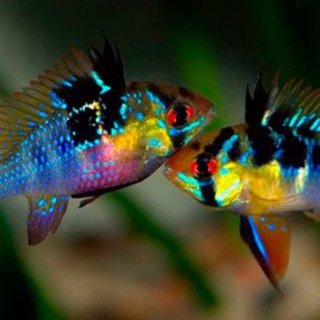 Логотип @ribkykyiv - Аквариумные рыбки