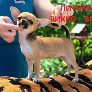 Логотип @riccovigal - питомник чихуахуа РИККО ВИГАЛ