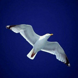 Логотип @ricercadellaverita1 - Ricerca della Verità 🕊