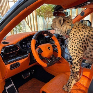 Логотип @rich00708 - Rich presence