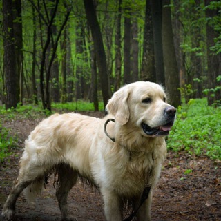 Логотип @richardgoldy - Болотная кикимора
