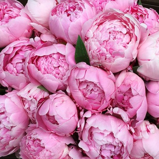 Логотип @richbullshit - bullshit