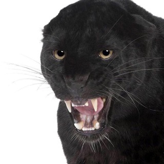 Логотип @richerrka - R)