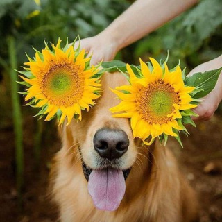 Логотип @ridichetlpassa - Ridi che ti passa😂🌈😂