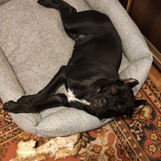 Логотип @rikkikorso - Рикки и Зной (Кане Корсо)