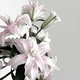 Логотип @rinlodana - constellation