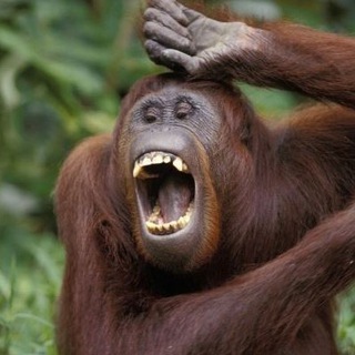 Логотип @risatecoccole - Risate, coccole e dintorni...