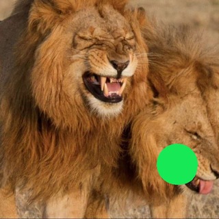 Логотип @rjattut - Ржатьтут