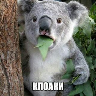 Логотип @rjobambas - Ржобамбас