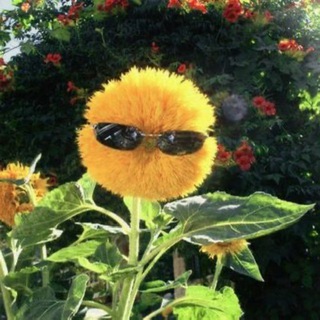 Логотип @rm4tk - РАМФОТЕКА