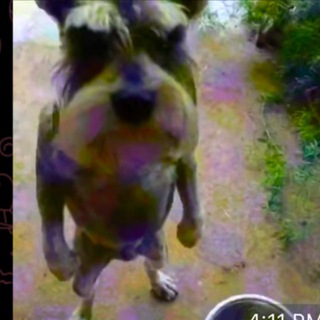 Логотип @rmcboyzz - $$$