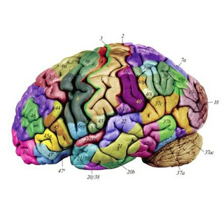 Логотип @rnslab - Лаборатория развития нервной системы