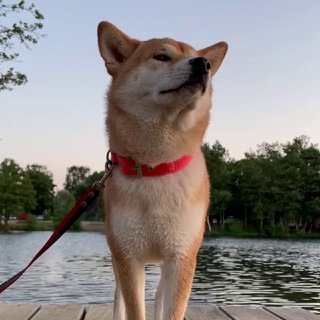 Логотип @robents - FB.OT.mii.gins