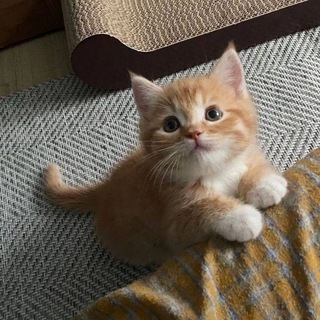 Логотип @robloxcommm2adopt - °•@wemzxt 💘💞✨•°