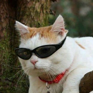 Логотип @roflprikol - Приколы