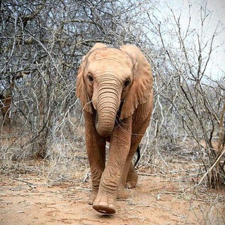 Логотип @rokkasolana - $ROKKA