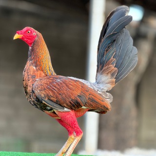 Логотип @rolandocolina - Gallos Rolando Colina