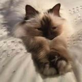 Логотип @roleplay34 - Roleplay