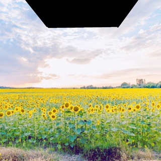 Логотип @rolevajapolini - Коты-Воители| Ролевая Громозвезда