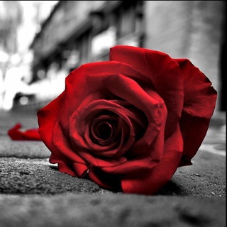 Логотип @romanticmuzic - Романтика - музыка ты и я! Romance- muzic,you and me!!!!