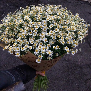 Логотип @romashek2002 - romashek🌼