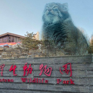 Логотип @romu_neko - [🕊] romu's catpository