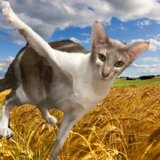 Логотип @room859 - Кабінет 859