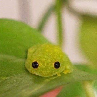 Логотип @roomanceclub - жабий рай