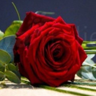 Логотип @rosarecenc2d - Rosareviews