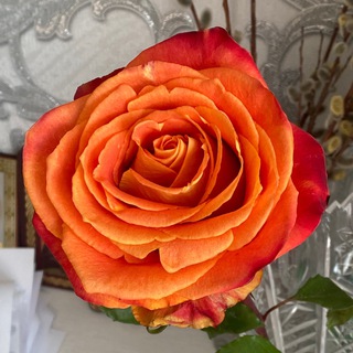 Логотип @rosarostvip - ЗЁРНА