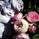 Логотип @rosaryangel - Меня взломали