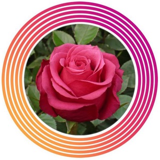 Логотип @roses_for_love_rnd - Саженцы Роз,розы,растения,ОКС,цветы🌹😍