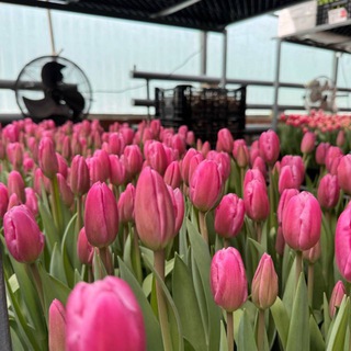 Логотип @rostov_opt - Тюльпаны к 8 марта