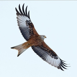 Логотип @rotmilane17 - milan rot