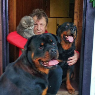 Логотип @rottweilerbodygard - КОТРОТТФРОНТ