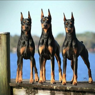 Логотип @rottweilervadoberman1haski - DOBERMAN & RATWILLER