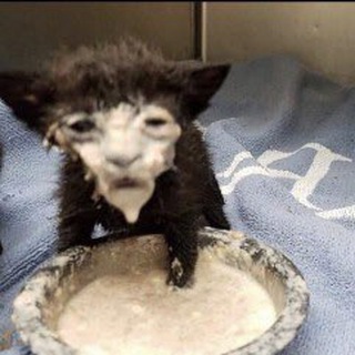 Логотип @rotyamilll - RotyaMil