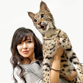 Логотип @royalcatsua - Розплідник Royal Cats ❤️ Коти та кошенята з України