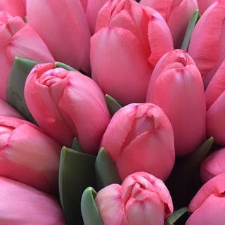 Логотип @rozanamoroze23 - Красивые цветы