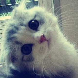 Логотип @rpp0f - коты лучшие ッ